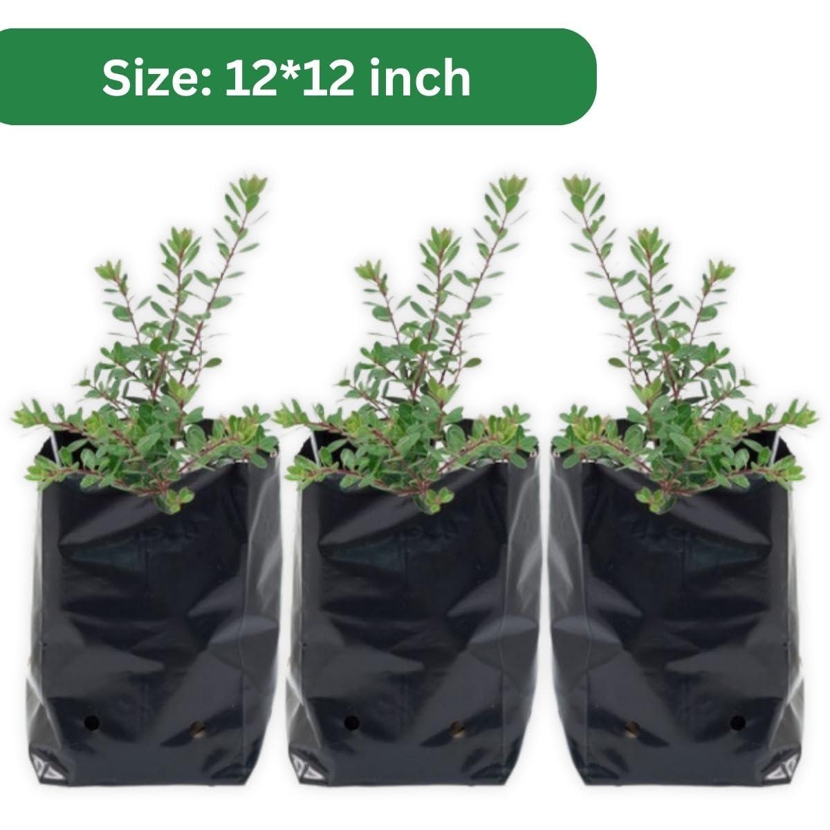 SINGHAL HDPE UV-Resistant Black Poly Grow Bags | 12x12 inches, Pack of 25 | Ideal for Home Garden, Nursery, Terrace Gardening