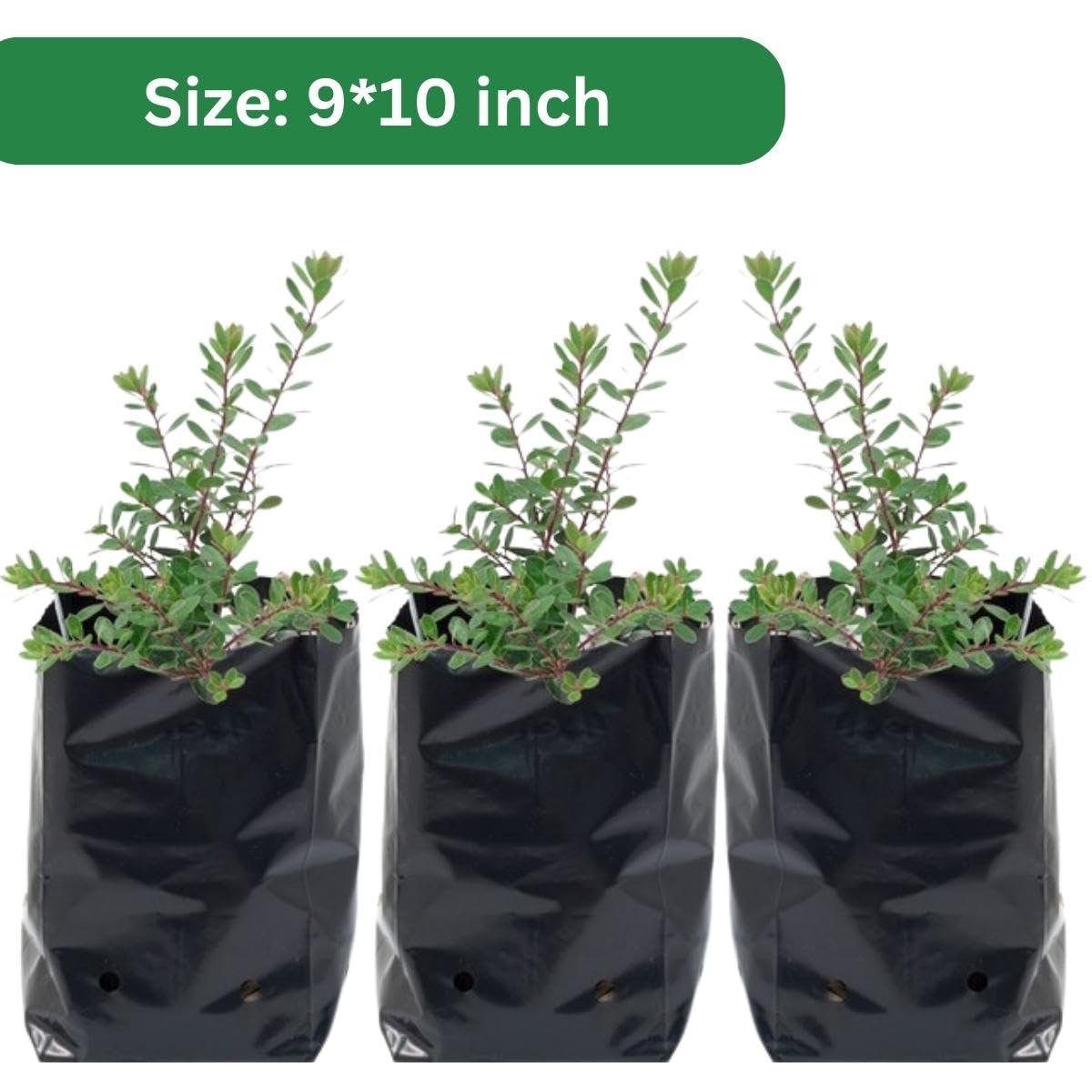 SINGHAL HDPE UV-Resistant Black Poly Grow Bags | 9x10 inches, Combo Pack of 25 | For Home, Nursery & Terrace Gardening