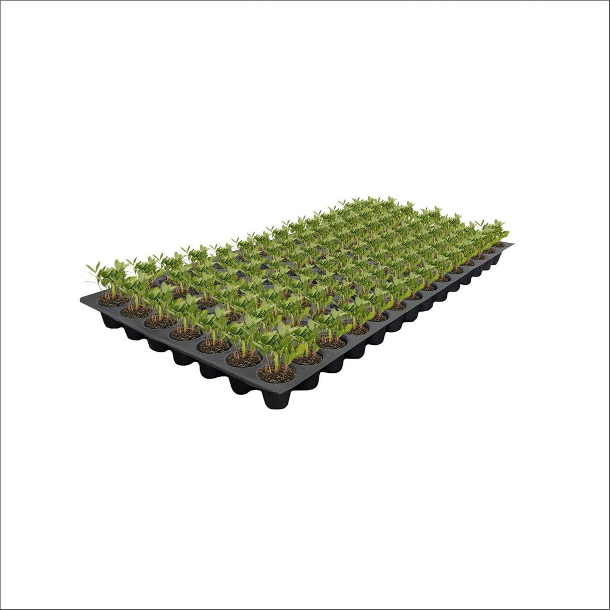 SINGHAL Seedling Tray - Pack of 15 (Black, 98 Holes) Germination Trays for Seedling, Nursery Trays for Plants, Reusable Plastic Trays for Garden Plantation, 98 Cavities Tray for Seeding