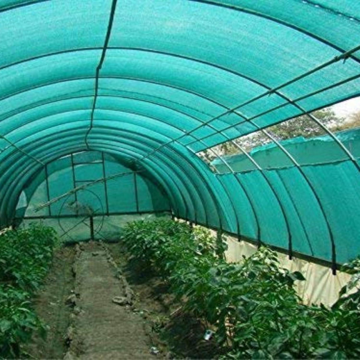 Singhal HDPE Green Shade Net, 50% UV Protected, 3x5m for Terrace Gardens, Greenhouses & Balconies, with Eyelets for Easy Setup