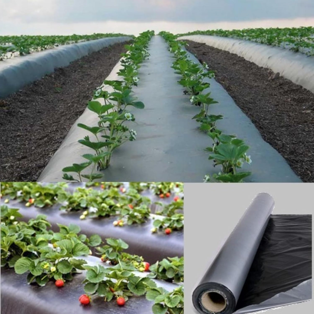 Singhal Weed Barrier Film Mulching Sheet | Heavy-Duty Ground Cover Eco Friendly Weed Control | Easy Setup & Superior Weed Control | Garden Soil Protector | Garden Safe | Silver, 1.2mx400m 25 Mic